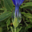 Foto Kelch Gentiana bavarica subsp.bavarica